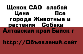 Щенок САО (алабай) › Цена ­ 10 000 - Все города Животные и растения » Собаки   . Алтайский край,Бийск г.